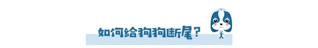 为什么狗狗没尾巴,为什么狗狗会断尾