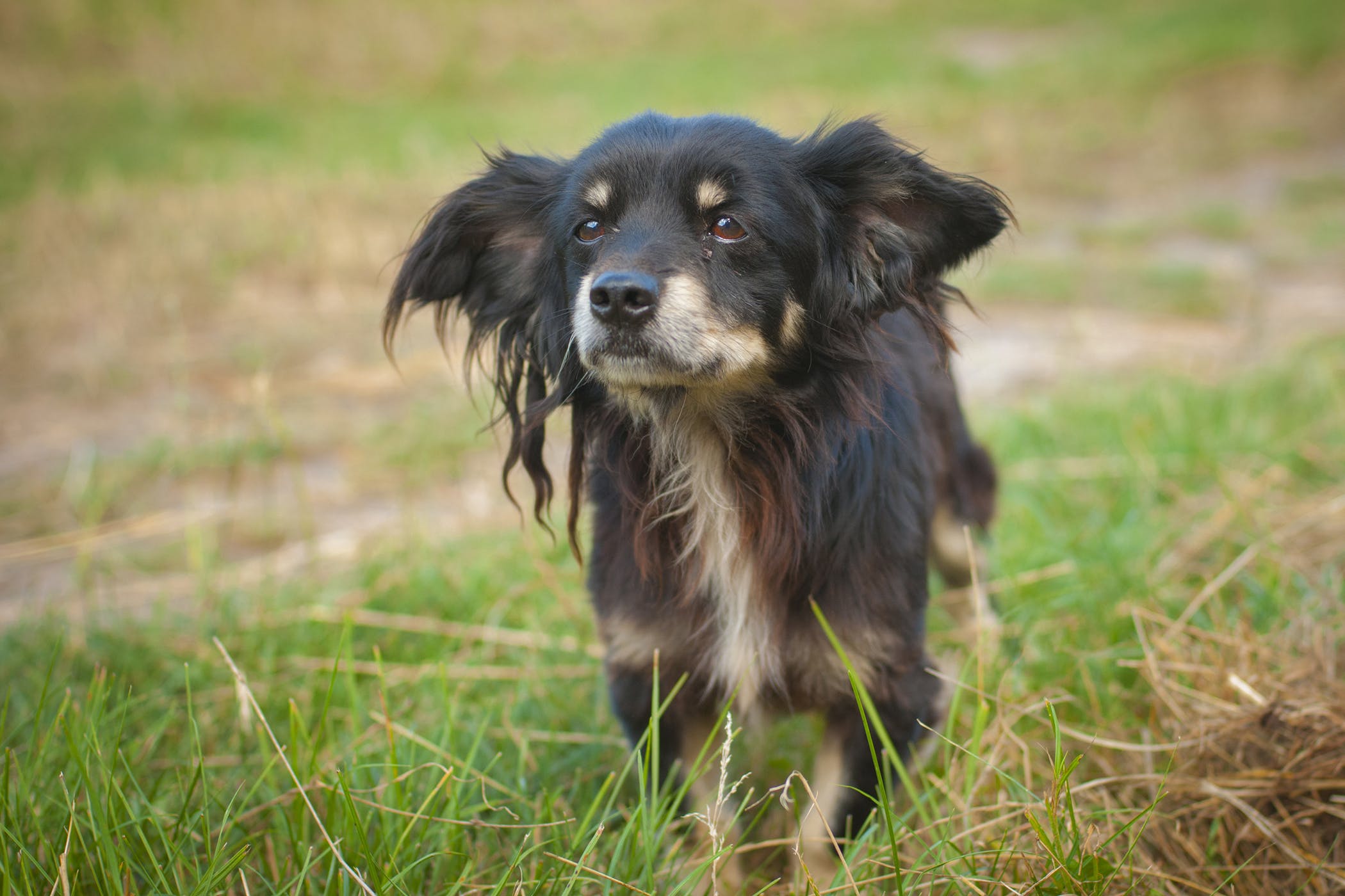 狗狗先天性隐睾手术后有后遗症吗,隐睾是什么毛病狗狗