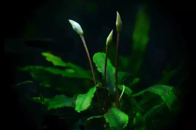 卡佩特k5辣椒榕为什么这么贵,辣椒榕k5为什么贵