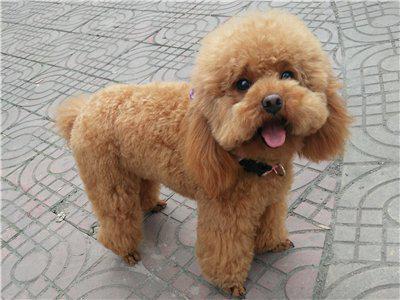 养泰迪狗的基础知识,一个多月小泰迪狗怎么养视频