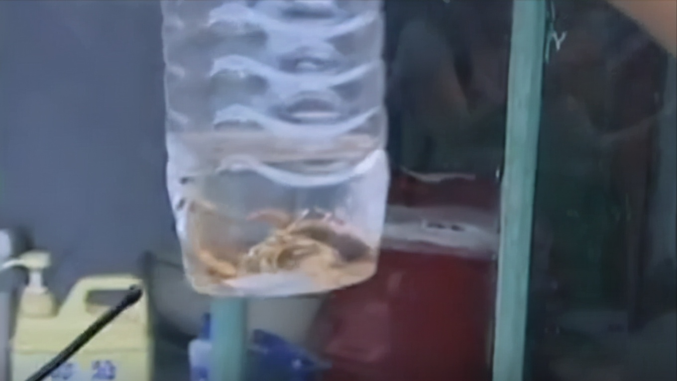 毒蝎进村的真实事件,毒蝎进村的真实原因