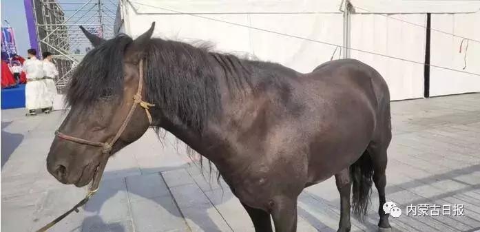 汗血宝马马术表演,汗血宝马蒙古马赛跑