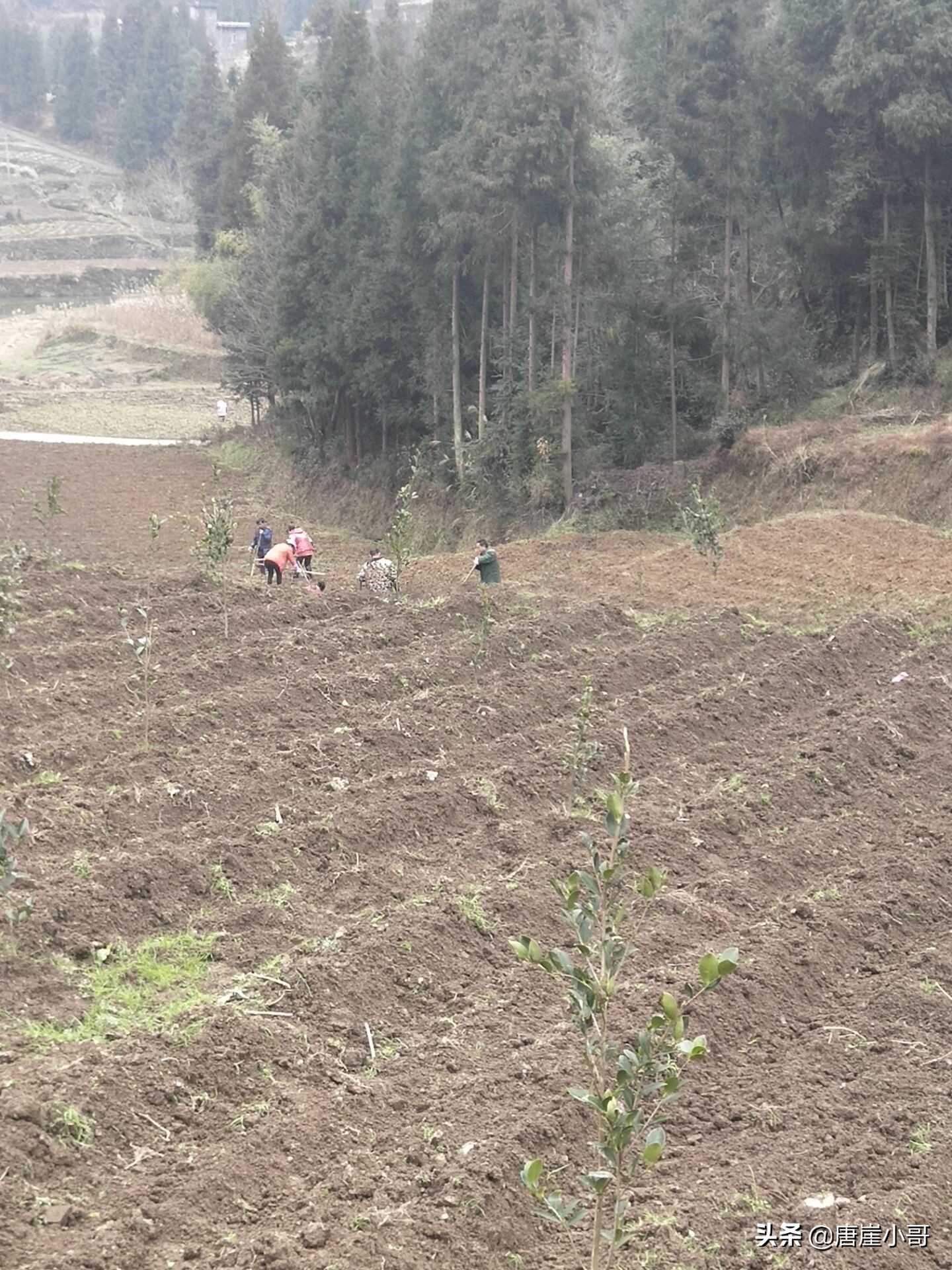 寒冬季节适合什么茶,莫负好春光种茶正当时