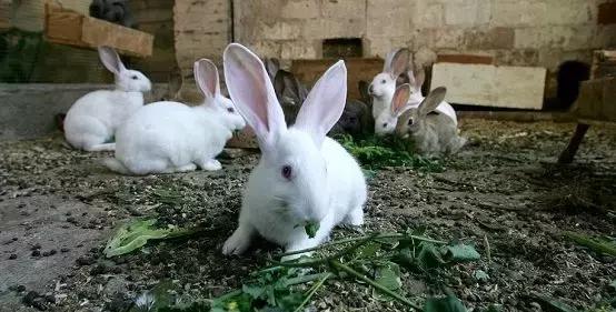 官方逼死同人,官方逼死同人的神番