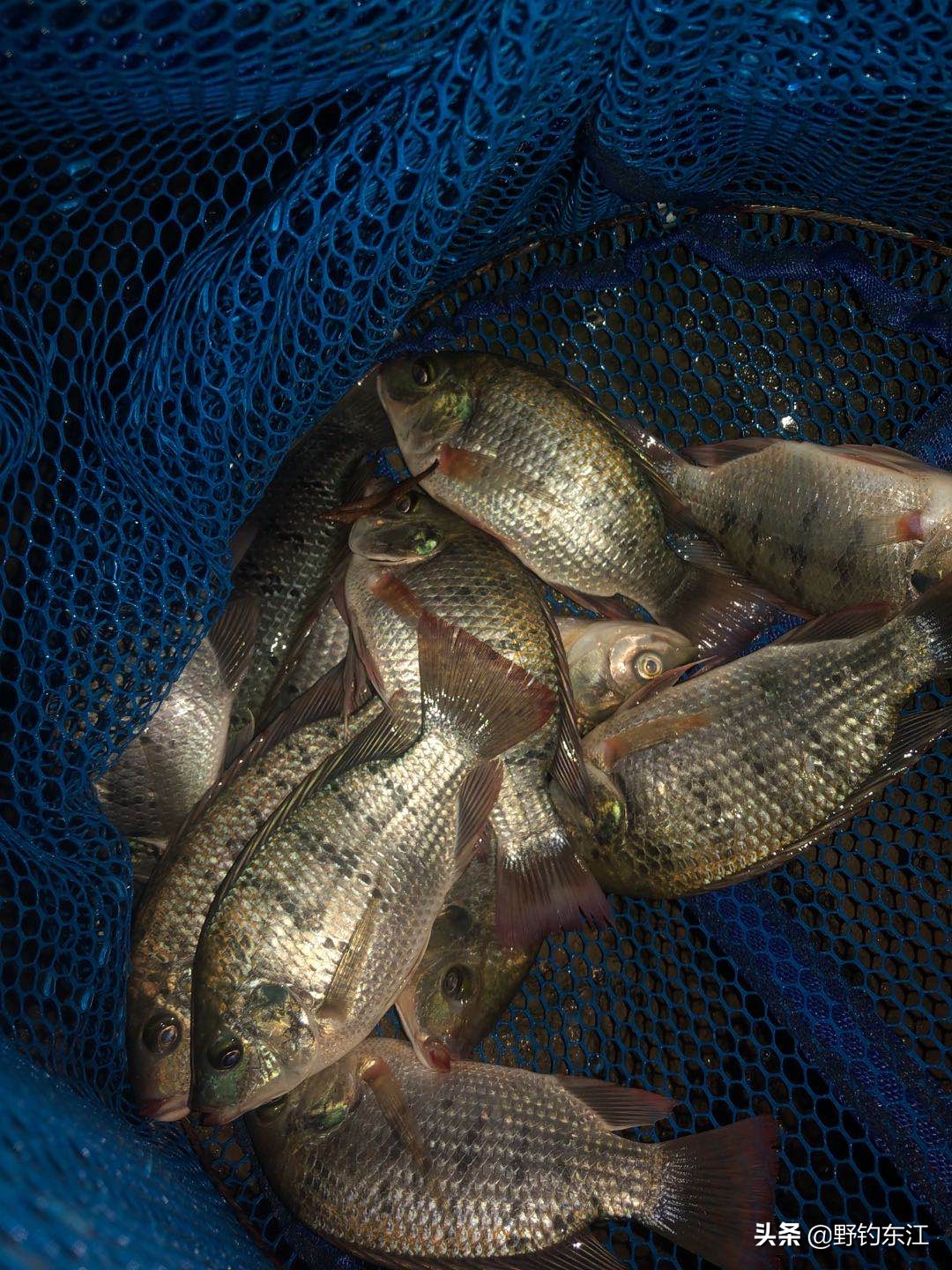深圳大鹏野钓免费最佳地点,深圳福田野钓地点在哪里