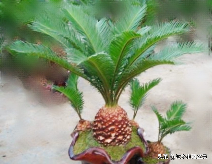 铁树盆景养殖技巧,铁树盆景制作全过程