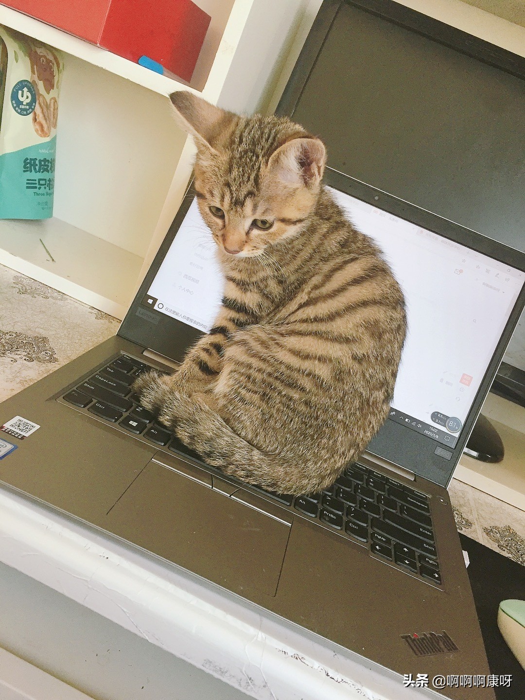 最好养的猫咪狸花猫,田园猫狸花猫真的不适合家养吗