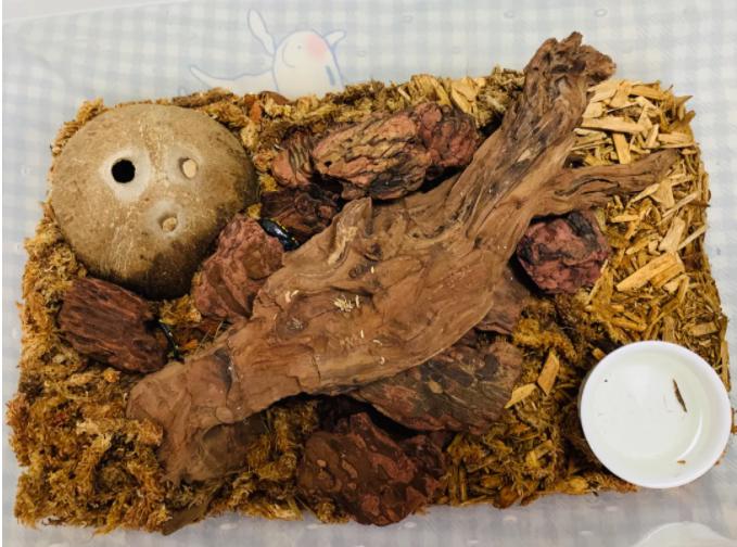 「爬宠饲养」蛇苗不开食难道只能填？​且慢