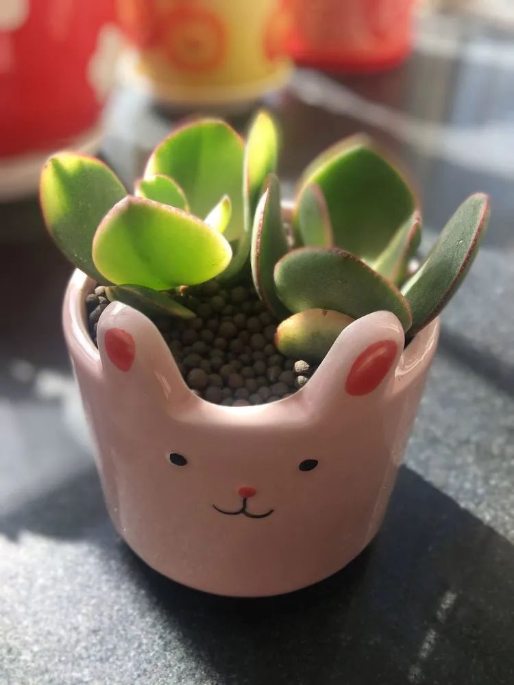 多肉新年寄语,养多肉七八年用心沉淀静待花开