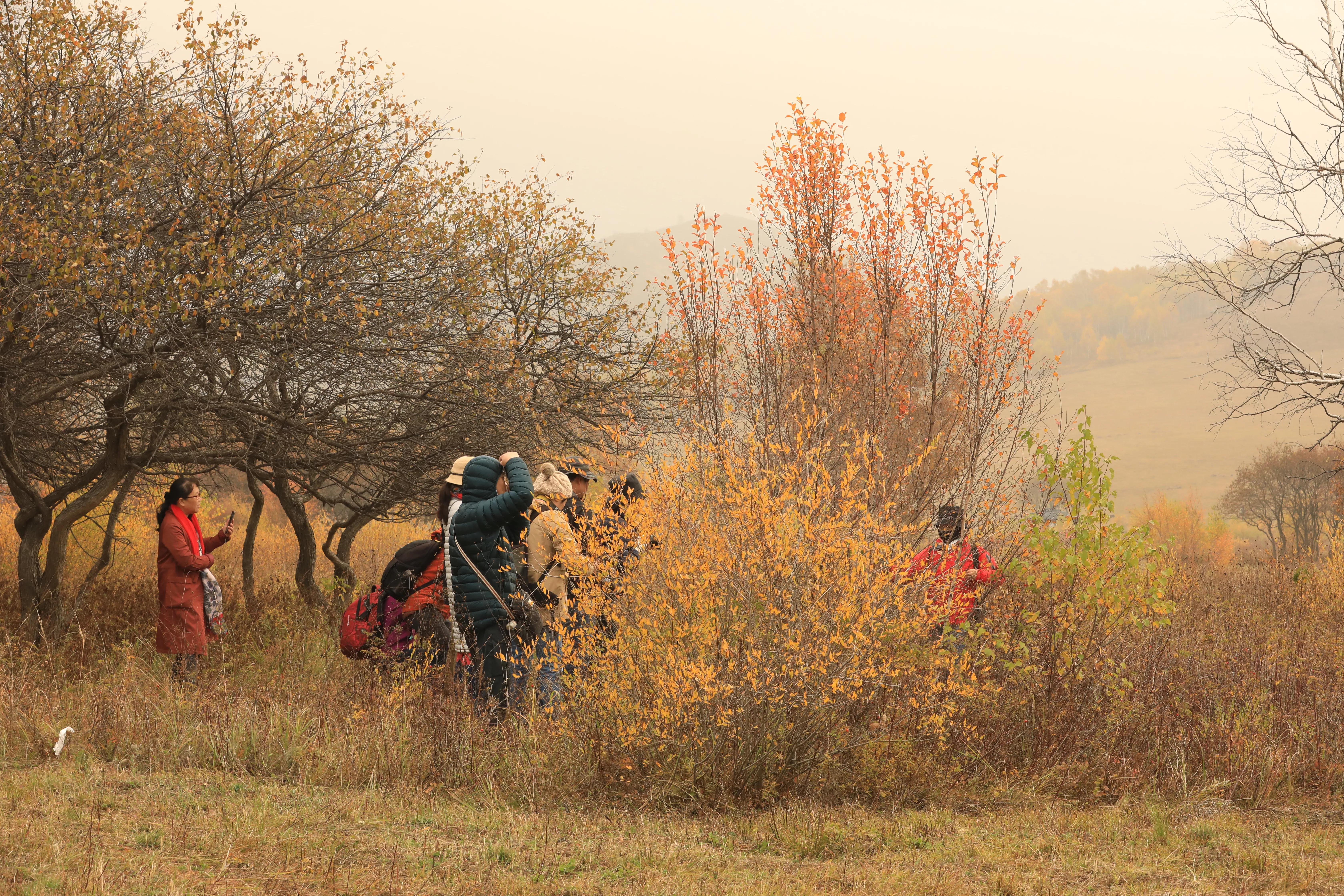 坝上秋色草原,坝上草原游记作文