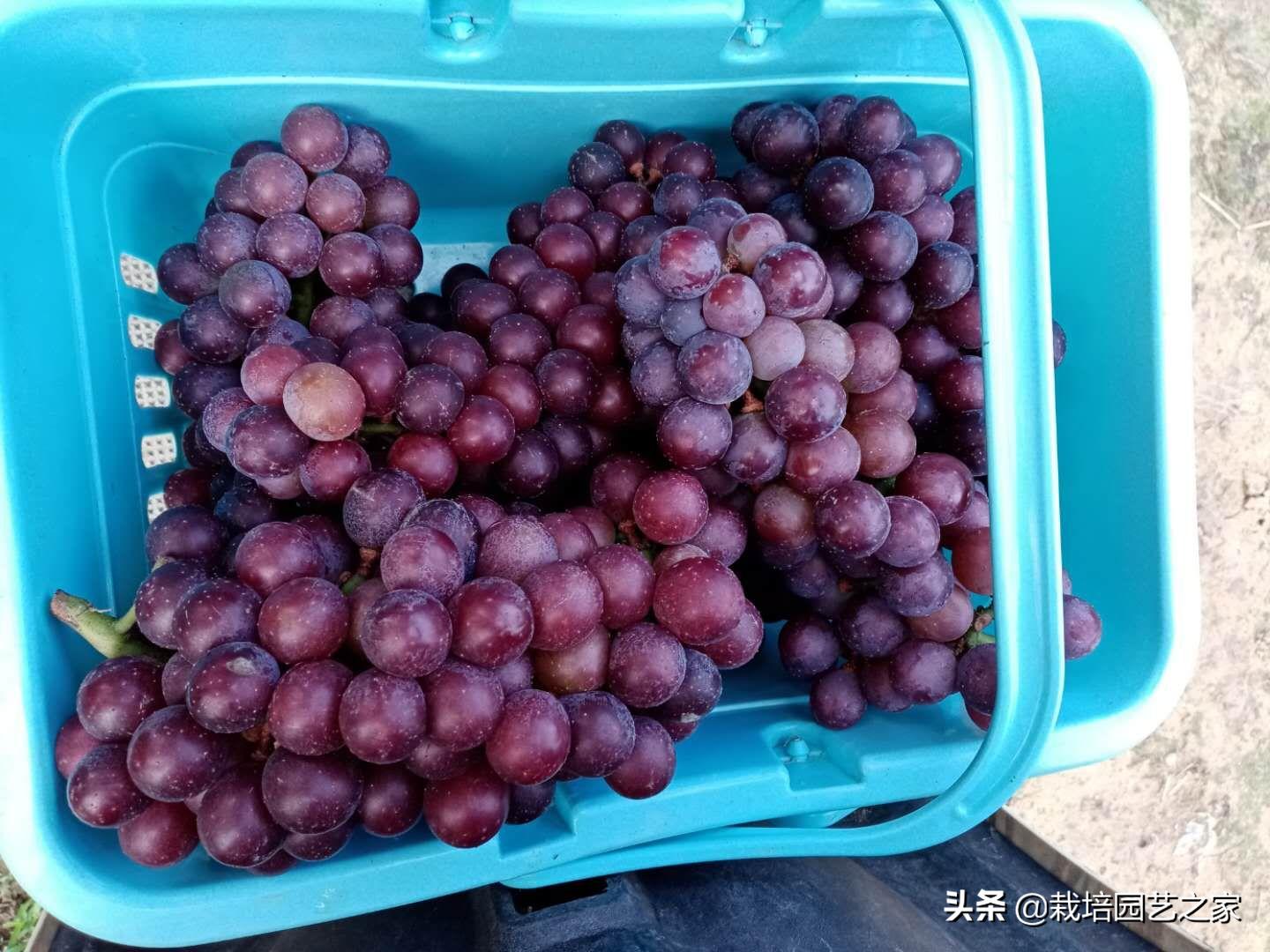 葡萄上色哪种最好,葡萄需要上色的有哪些品种