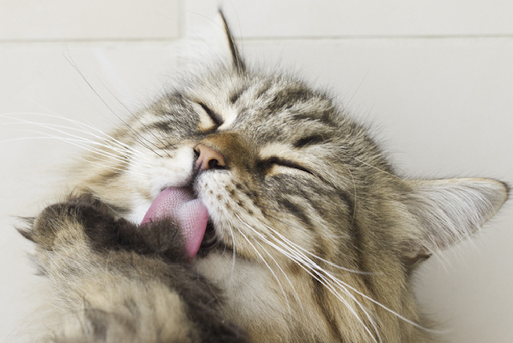 猫咪口臭的解决方法在家,猫咪口臭的原因及治疗