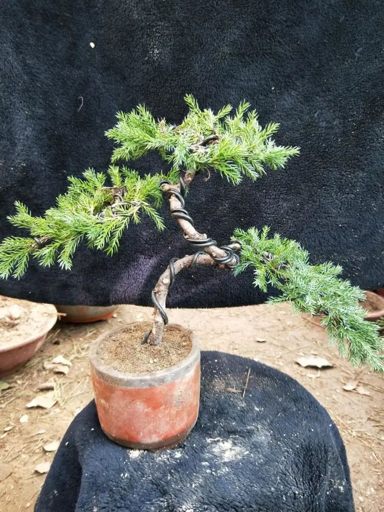 盆景地柏叶片怎么造型,造型盆景怎么养护