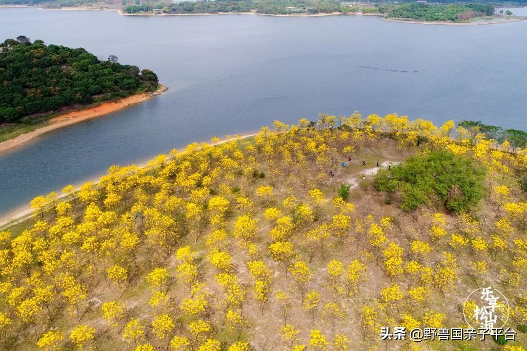 春天的花真的很美丽让人向往,春天的花也太美了