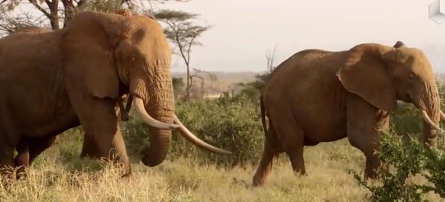 大象大战100只多头蛇,大象之间的求偶战