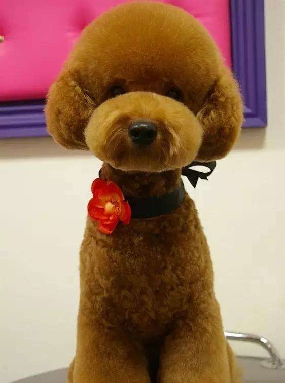 泰迪可以修成比熊造型吗,泰迪能剪比熊造型吗