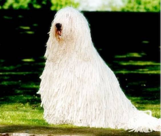 世界最罕见的十个杂交动物,世界罕见动物长得像蜘蛛但有尾巴