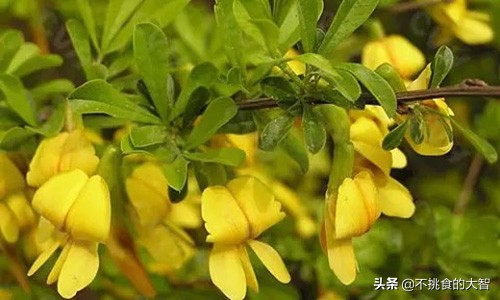 哪些鲜花可以食用,可以吃的鲜花有哪些