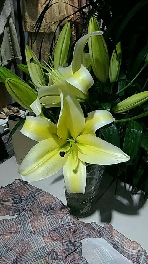 百合花怎样养才能开花更久,养了一个月的百合不开花