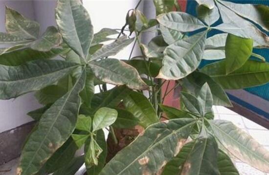 发财树叶子出现黄斑是怎么回事,发财树长黄斑叶子变黄是什么原因