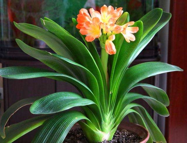 君子兰养护方法怎样让它开花,君子兰养法为什么君子兰不开花