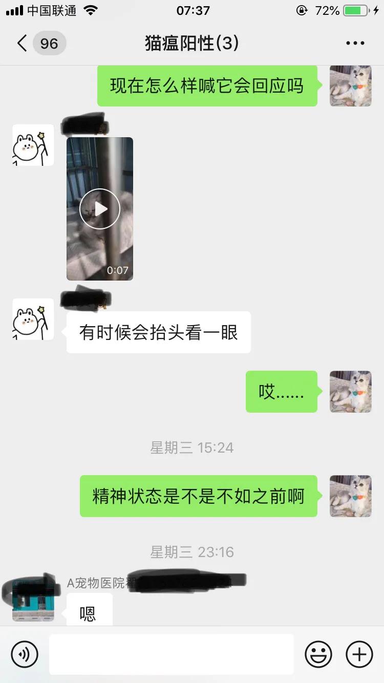 爆发猫瘟,猫瘟日常