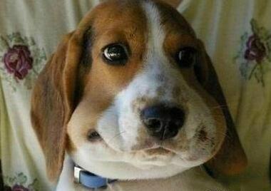 怎么判断狗狗有没有趴蹄,狗为什么喜欢趴蹄