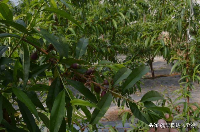 桃树开春管理视频,大棚桃花期用什么药