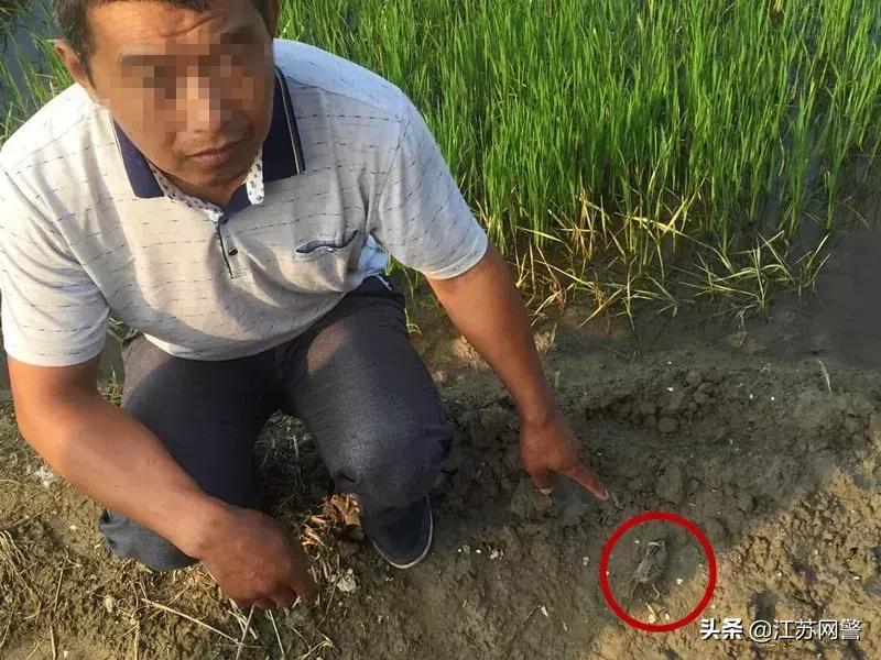 用老鼠药毒死丈夫八年案件,用老鼠药毒死老鼠后老鼠死在哪里