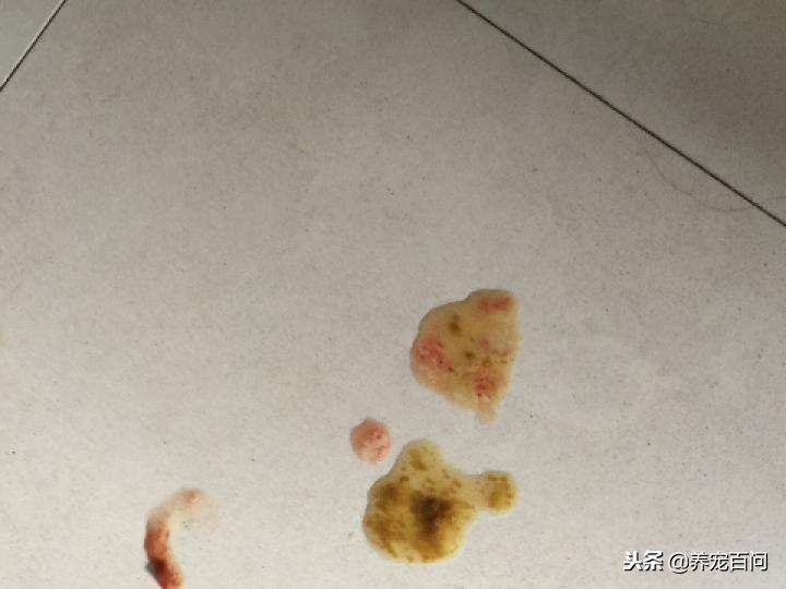 狗狗腹泻呕吐最快缓解方法,狗狗喂了螃蟹后呕吐拉肚子