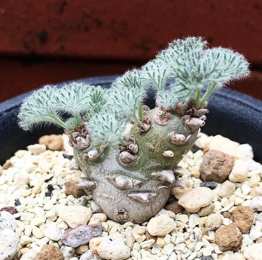 世界十大罕见花卉,世界名贵花卉高清大图