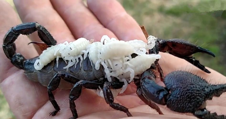 男子路边发现神秘生物吓坏了,男子攀爬险峻岩石突然发现蝎子