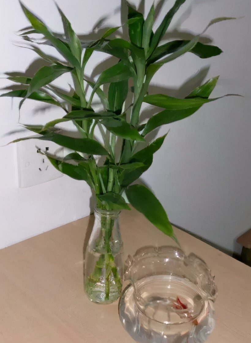 哪些植物对猫咪无毒又能吸附甲醛,室内吸收甲醛最有效的植物花卉