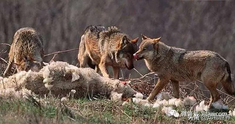 出游在外小心不要被动物吃掉哦