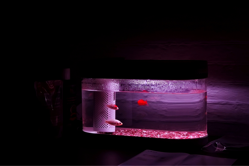 养鱼日记森森鱼缸,水族箱造景养鱼日记