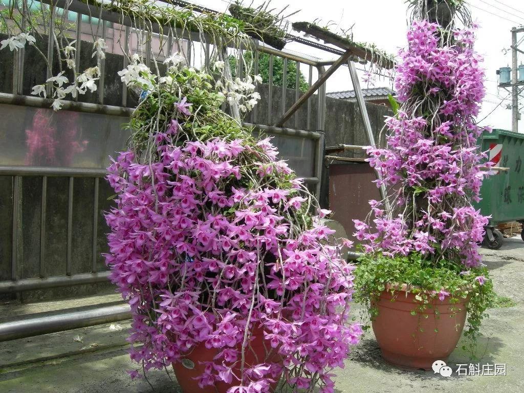 檀香石斛野生,檀香石斛兰麝香