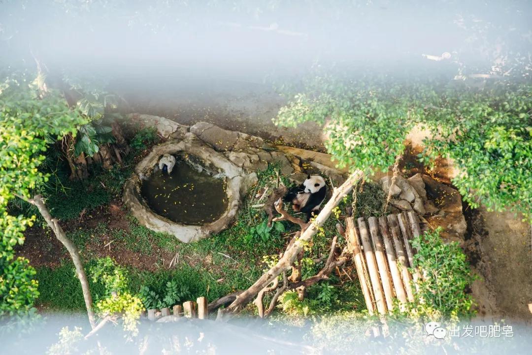 长隆飞鸟乐园长隆熊猫酒店怎么选,周一长隆野生动物园游玩攻略