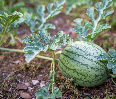 拇指西瓜的种植与管理,西瓜种植后期怎么管理才能高产