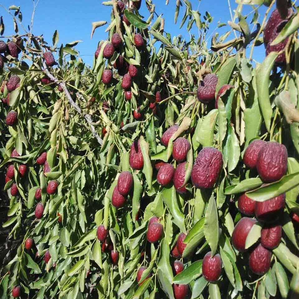 全国各地最全特产,全新疆特产