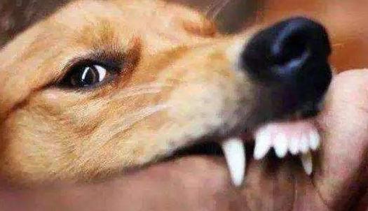 小狗崽不听话可以打吗,小狗崽一直咬东西怎么回事