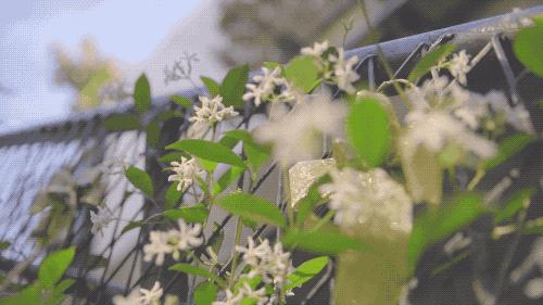 洗衣液品牌性价比对比,洗衣液日本花王果香