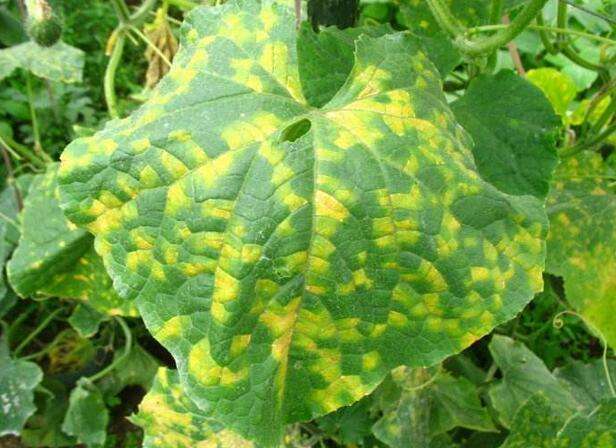 植物细菌病分类,植物细菌病害的识别依据