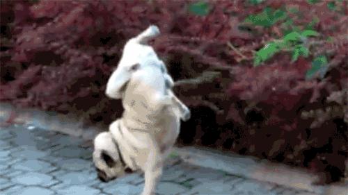 上海各区办狗证地址一览表,最简单办理狗证的办法