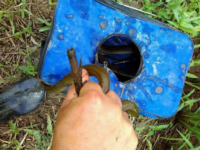 钓黄鳝技巧2.0,钓黄鳝技巧钩子是朝下还是横放