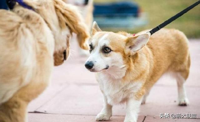 遛完狗狗不回家,狗狗遛完不肯回家怎么办
