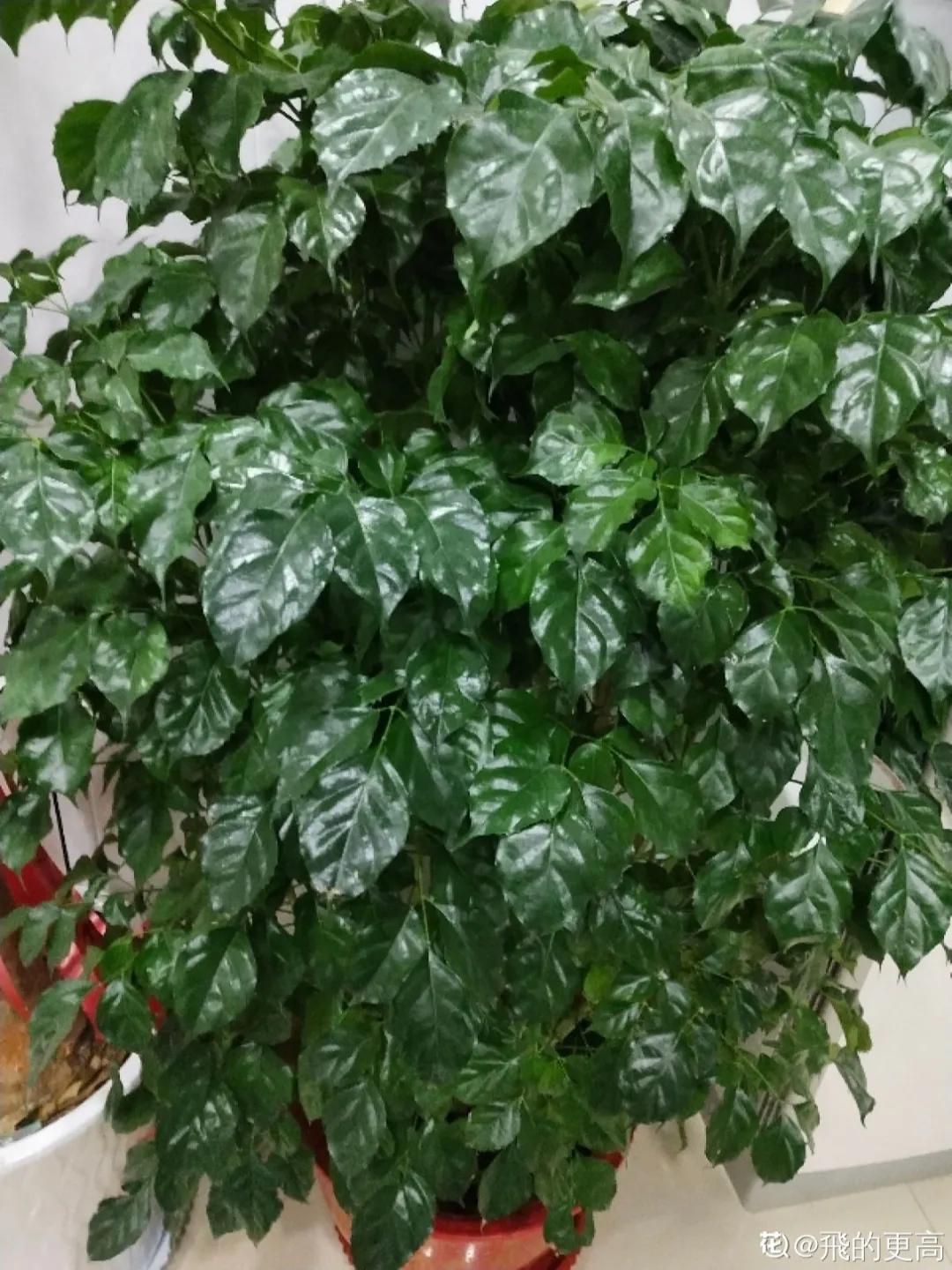 教你如何避开假货买到真品,一张图告诉你怎样分辨假货