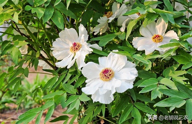 白芍种植前景及效益,白芍药材亩产多少