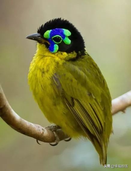 鸟类选美赛,最新鸟类选美大赛