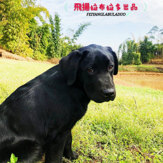 cku纯种犬鉴定,cku纯种犬鉴定怎么办理
