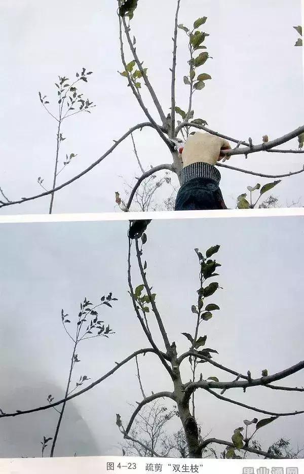 5年红富士苹果树冬季修剪技术,苹果树的冬季修剪技术视频